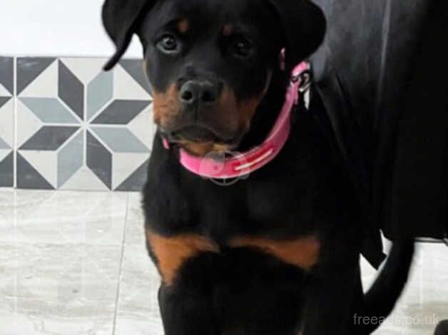 Incredible German female Rottweiler puppy for sale in Southampton, Hampshire