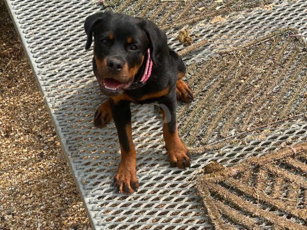 Incredible German female Rottweiler puppy for sale in Southampton, Hampshire - Image 2