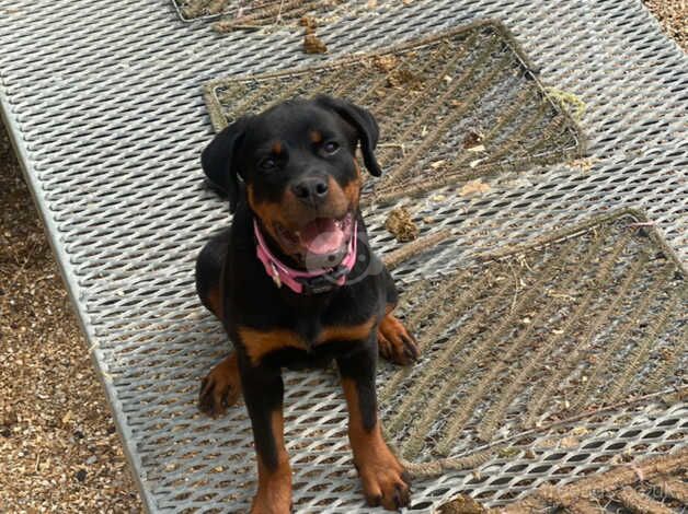 Incredible German female Rottweiler puppy for sale in Southampton, Hampshire - Image 3