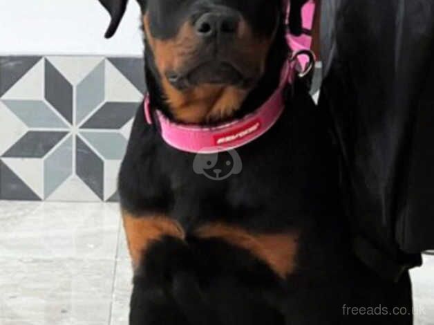 Incredible German female Rottweiler puppy for sale in Southampton, Hampshire - Image 4