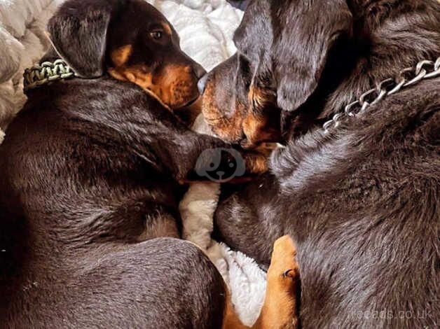 Incredible German female Rottweiler puppy for sale in Southampton, Hampshire - Image 5