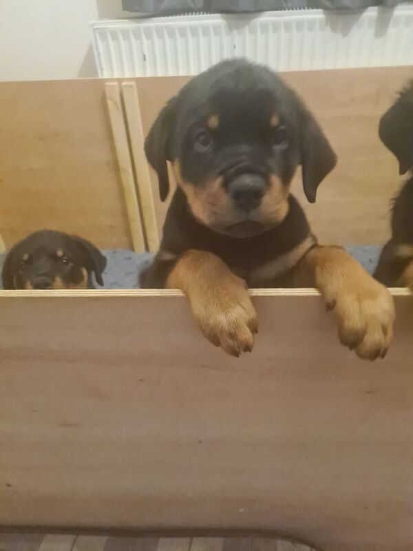 K c registered German bloodline rottweiler for sale in Rubery, West Midlands