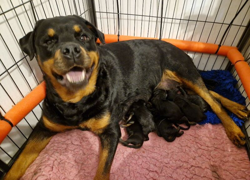 KC Champion Bloodline Rottweiler ready now for sale in Buckinghamshire - Image 7