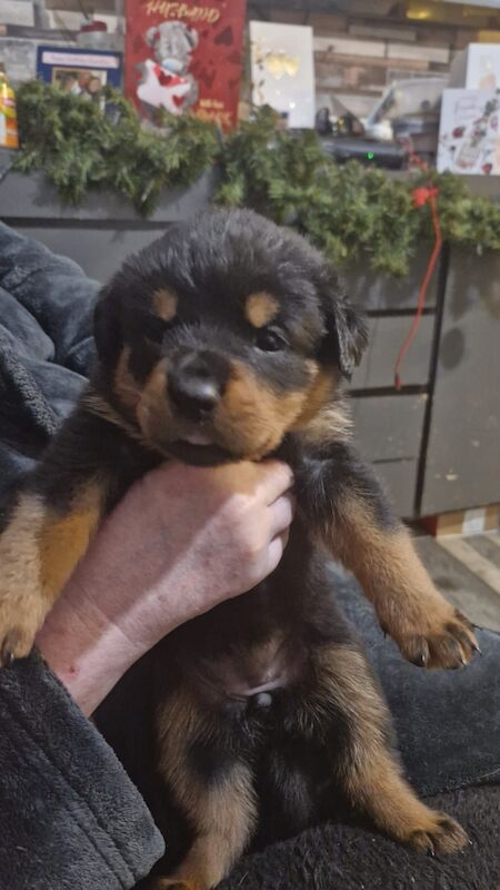 KC Champion Bloodline Rottweiler ready now for sale in Buckinghamshire - Image 10