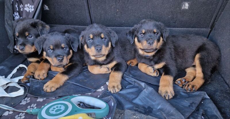 KC Champion Bloodline Rottweiler ready now for sale in Buckinghamshire - Image 15