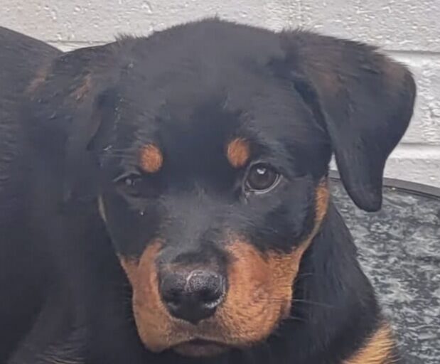 KC German Champion Bloodline Rottweiler for sale in Buckinghamshire - Image 4