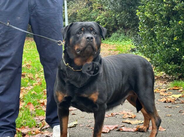 KC reg German Rottweiler girl for sale in Sandbach, Cheshire - Image 1