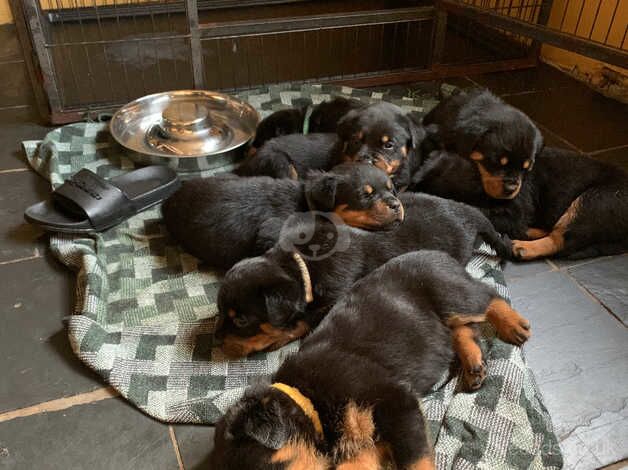 Kc reg show quality Rottweiler puppies for sale in Billingshurst, West Sussex