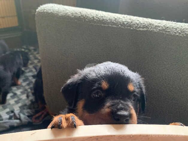 Kc reg show quality Rottweiler puppies for sale in Billingshurst, West Sussex - Image 2