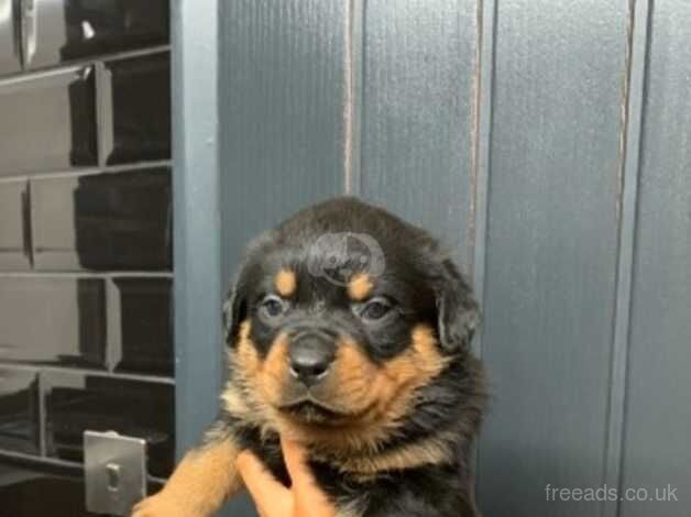 Kc reg show quality Rottweiler puppies for sale in Billingshurst, West Sussex - Image 3