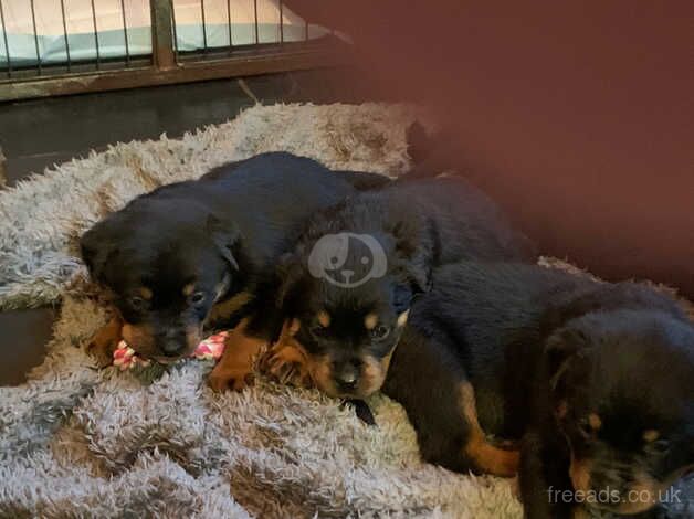 Kc reg show quality Rottweiler puppies for sale in Billingshurst, West Sussex - Image 4