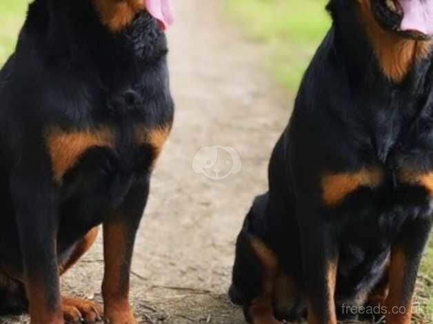 Kc reg show quality Rottweiler puppies for sale in Billingshurst, West Sussex - Image 5