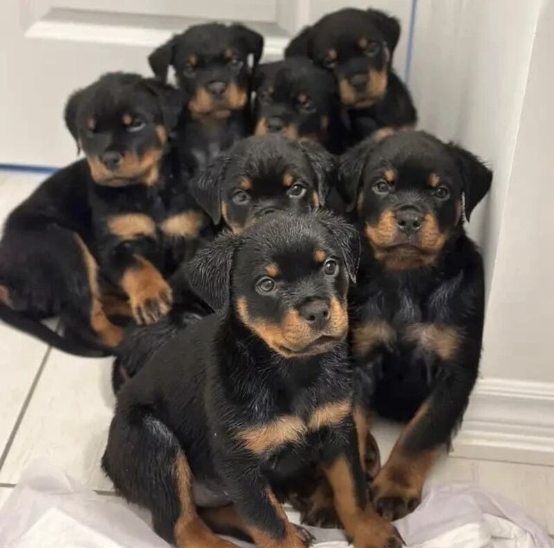 KC registered Champion bloodline Rottweiler puppies for sale in Mayhill, Swansea