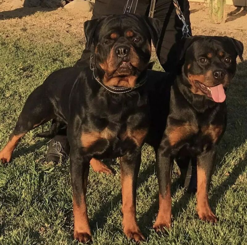 Certified 2024 rottweiler breeders