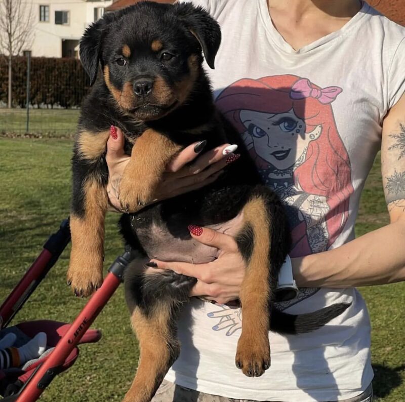 KC registered Champion bloodline Rottweiler puppies for sale in Mayhill, Swansea - Image 3