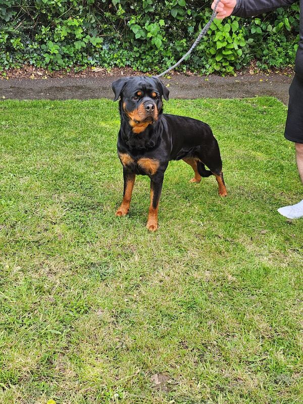 KC registered champion bloodline rottweiler puppies for sale in Rubery, West Midlands