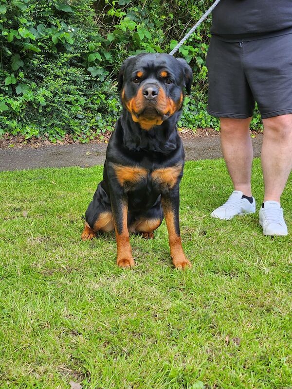 KC registered champion bloodline rottweiler puppies for sale in Rubery, West Midlands - Image 3