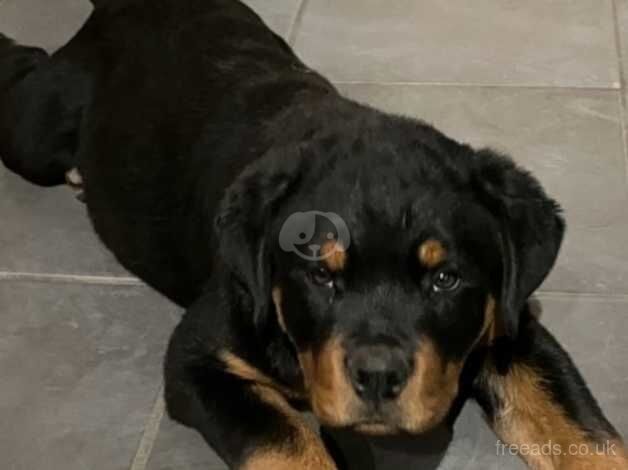 Kc registered female Rottweiler pup champion bloodline for sale in Swansea, Swansea