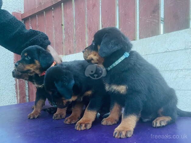 Kc registered german pedigree puppies for sale in Belfast, Belfast - Image 1