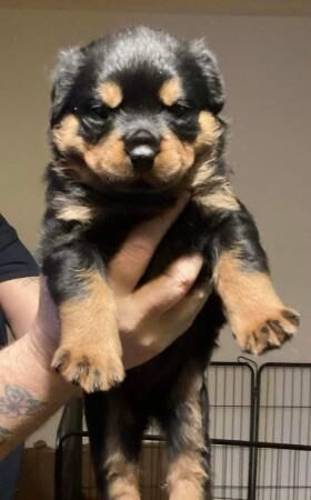 KC Registered Pups for Sale in Walsall, West Midlands