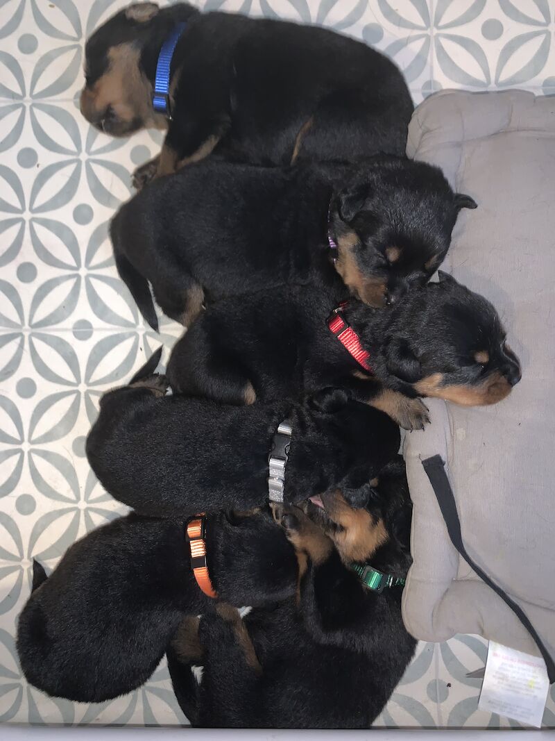 CHUNKY BOY LEFT Kc Registered Rottweiler Puppies For Sale in Ashford, Kent