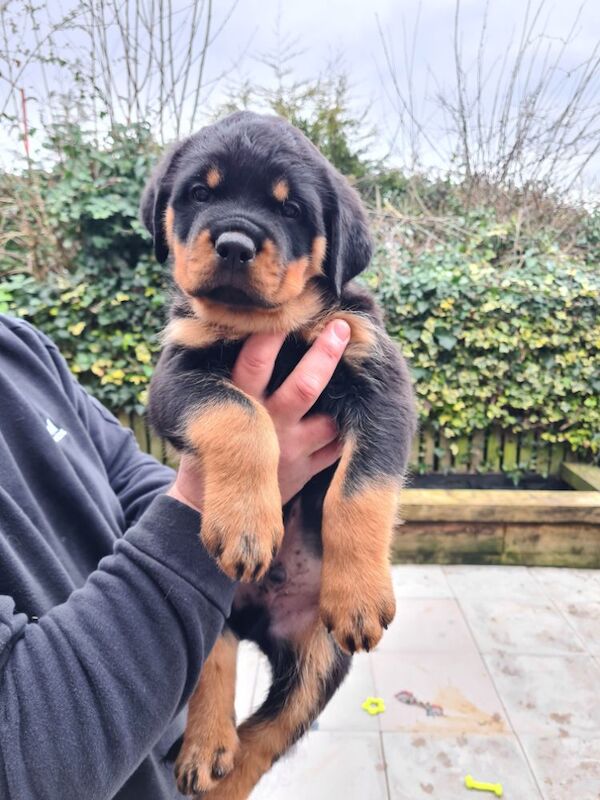 German Kc registered rottweiler puppies for sale in Rubery, West Midlands