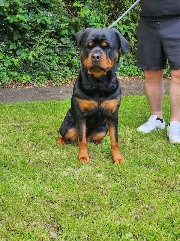 German Kc registered rottweiler puppies for sale in Rubery, West Midlands - Image 3