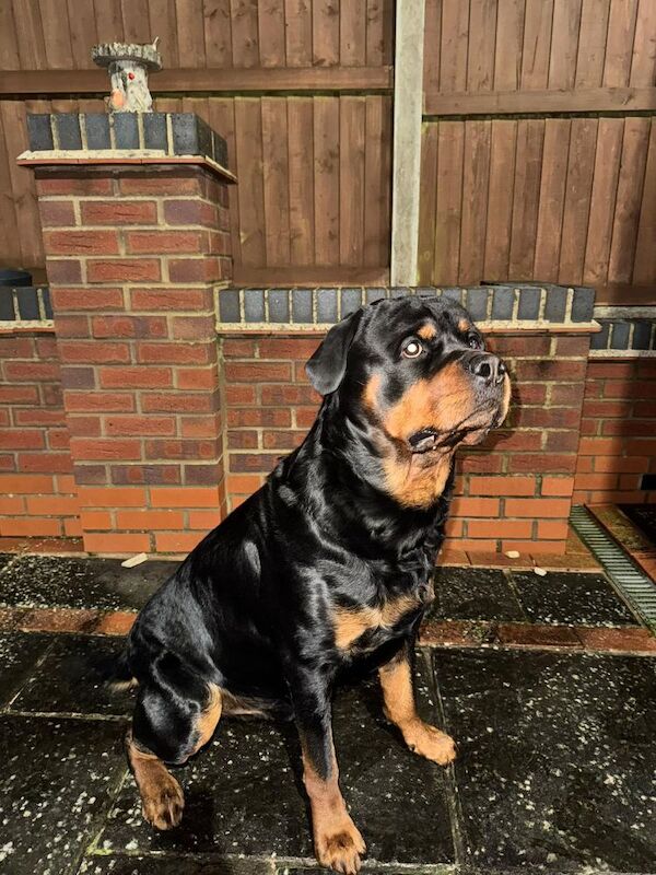 German Kc registered rottweiler puppies for sale in Rubery, West Midlands - Image 5