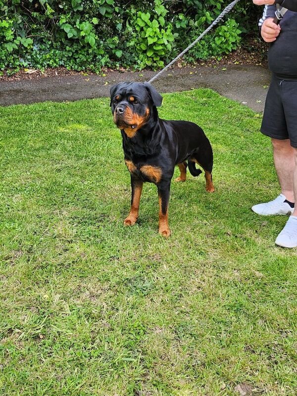 German Kc registered rottweiler puppies for sale in Rubery, West Midlands - Image 6