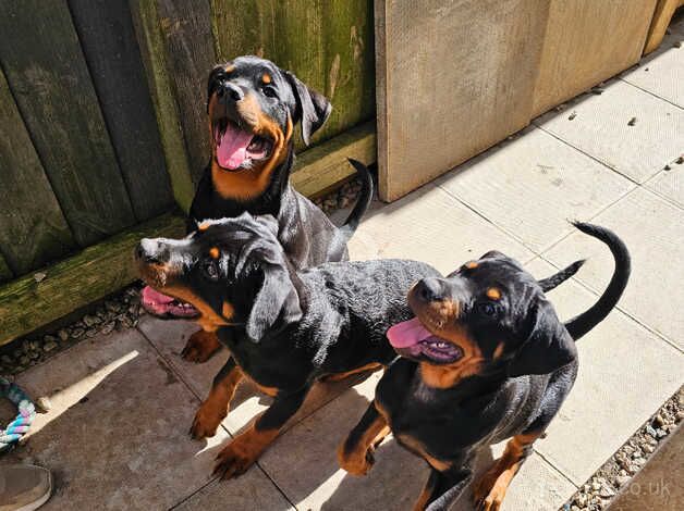 KC Registered Rottweiler Puppies for sale in Camborne, Cornwall