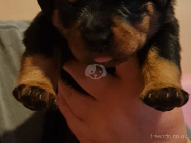 KC Registered Rottweiler Puppies for sale in Irvine, North Ayrshire