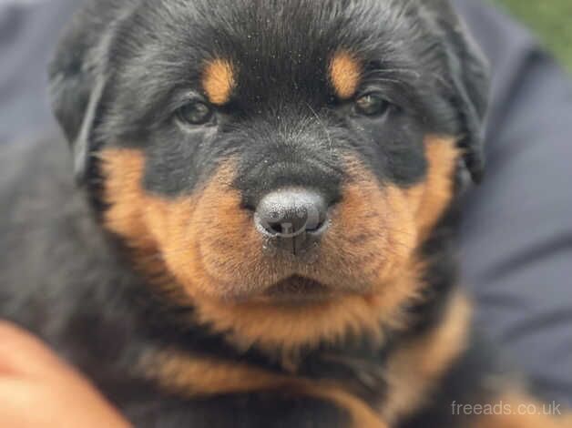 KC Registered Rottweiler Pups. for sale in Southampton, Hampshire