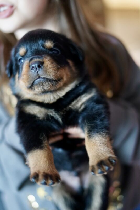 Kc Rottweiler Puppies, Quality Bloodlines for sale in Andover, Hampshire