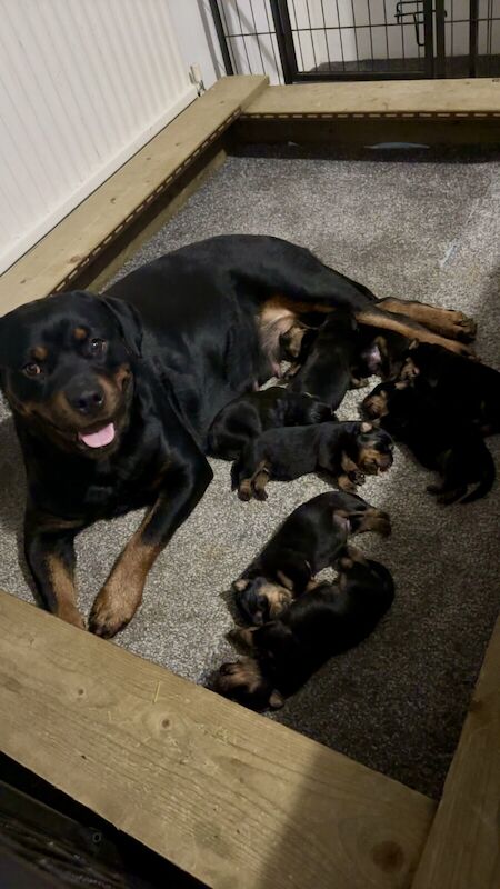 Kc Rottweiler Puppies, Quality Bloodlines for sale in Andover, Hampshire - Image 2