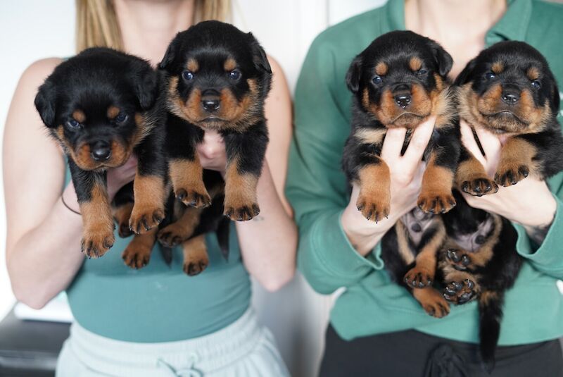 Kc Rottweiler Puppies, Quality Bloodlines for sale in Andover, Hampshire - Image 3