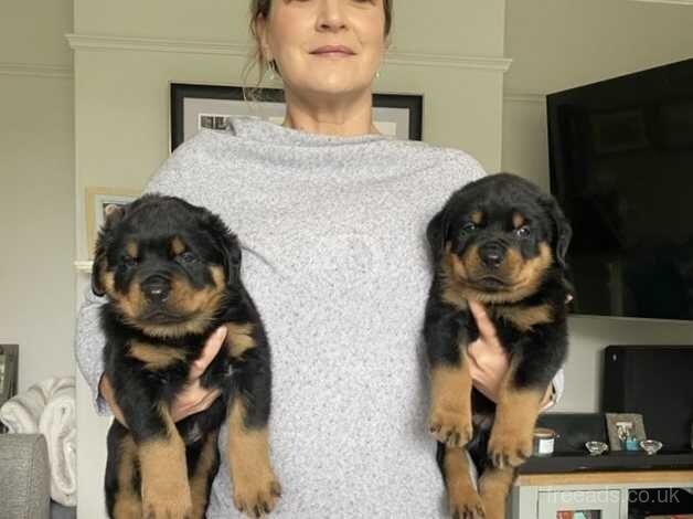 KC rottweilers puppies for sale in Wickford, Essex - Image 1