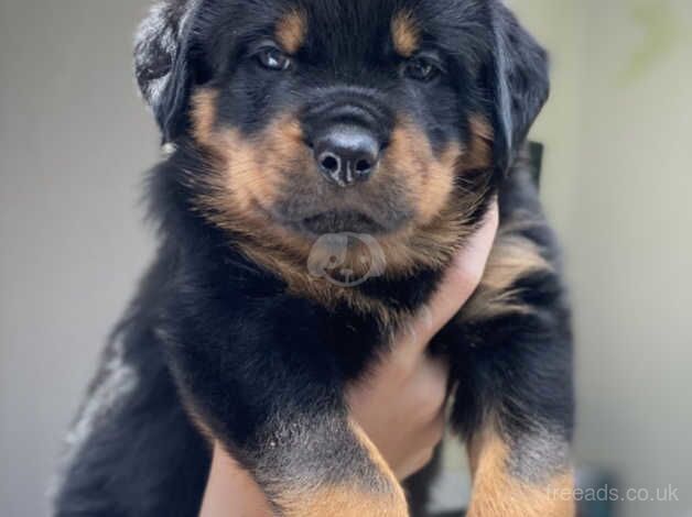 KC rottweilers puppies for sale in Wickford, Essex - Image 2