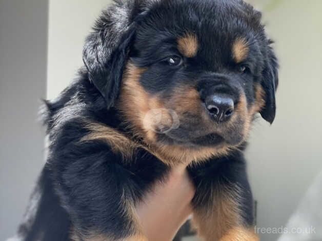 KC rottweilers puppies for sale in Wickford, Essex - Image 3