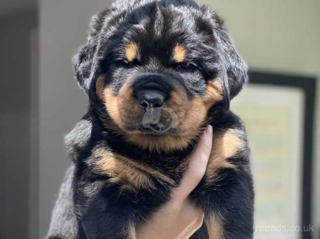 KC rottweilers puppies for sale in Wickford, Essex - Image 4