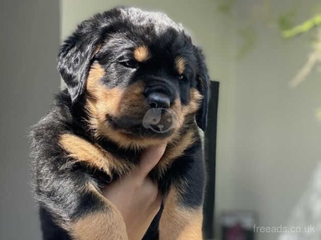 KC rottweilers puppies for sale in Wickford, Essex - Image 5