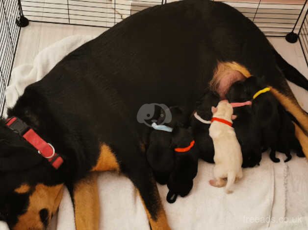 Rottador puppies for sale in Banbury, Oxfordshire - Image 2