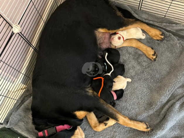 Rottador puppies for sale in Banbury, Oxfordshire - Image 3