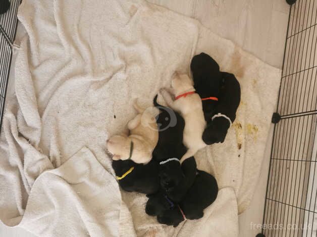 Rottador puppies for sale in Banbury, Oxfordshire - Image 5