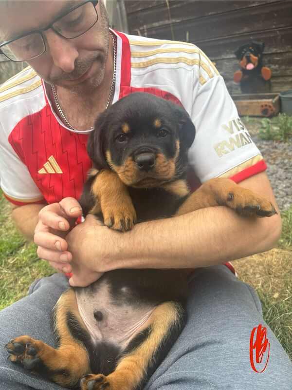 Last 2 beautiful boy and girl Rottweiler puppies for sale in Hemel Hempstead, Hertfordshire - Image 1