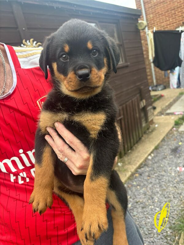 Last 2 beautiful boy and girl Rottweiler puppies for sale in Hemel Hempstead, Hertfordshire - Image 2