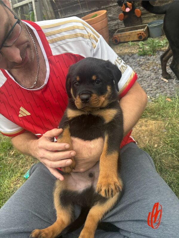 Last 2 beautiful boy and girl Rottweiler puppies for sale in Hemel Hempstead, Hertfordshire - Image 3