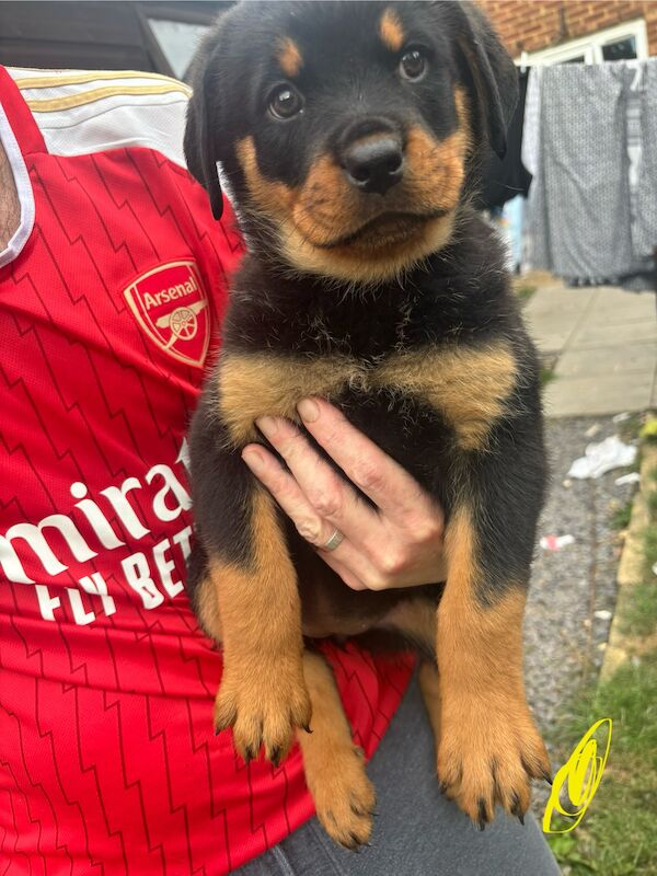 Last 2 beautiful boy and girl Rottweiler puppies for sale in Hemel Hempstead, Hertfordshire - Image 4