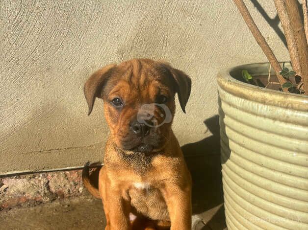 Last Boy Bullweiler Puppy for sale in Grimsby, Lincolnshire