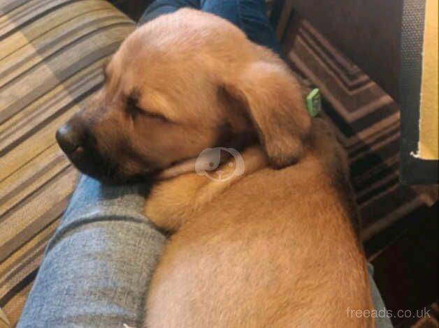 Last male pup for sale in Sturminster Newton, Dorset - Image 5