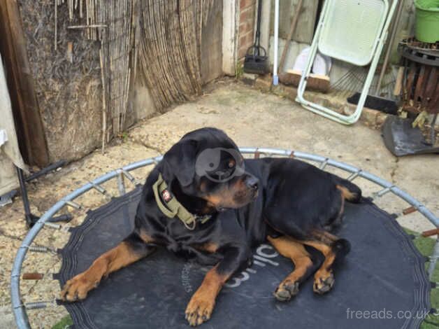 Looking for a loyal, loving companion? Look no further! Bailey, a beautiful 4-year-old male Rottweiler, is searching for his forever home. for sale in Redbridge, Redbridge, Greater London